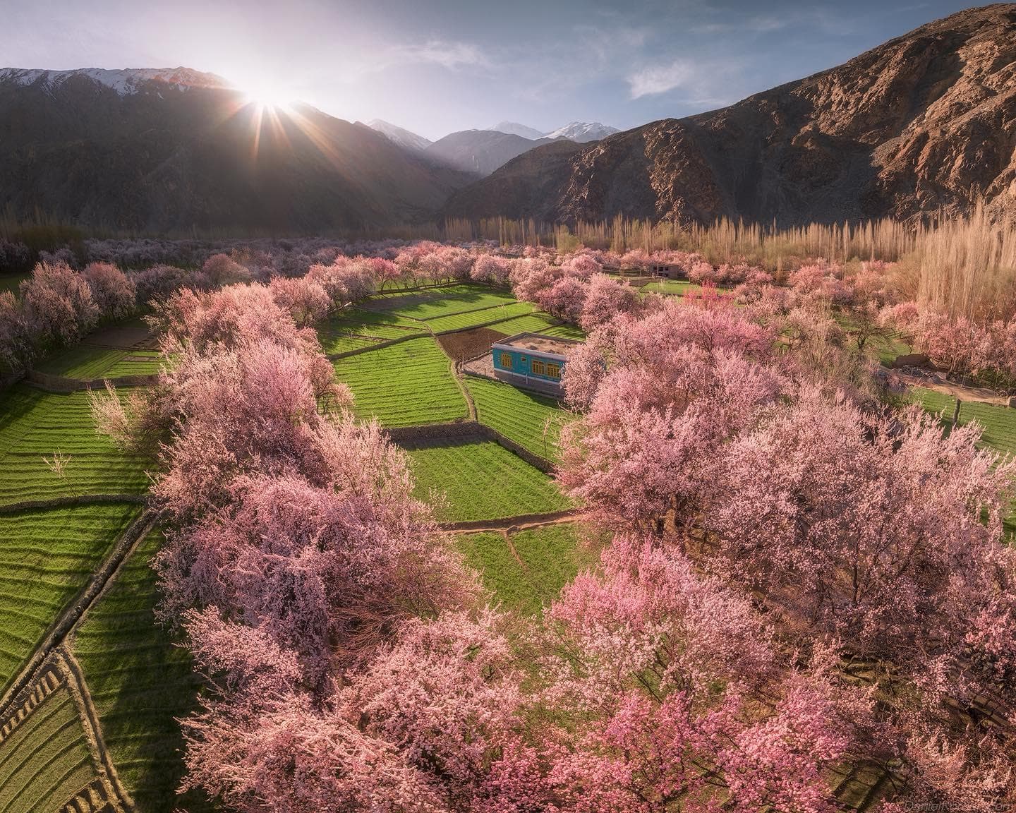 Apricot orchards