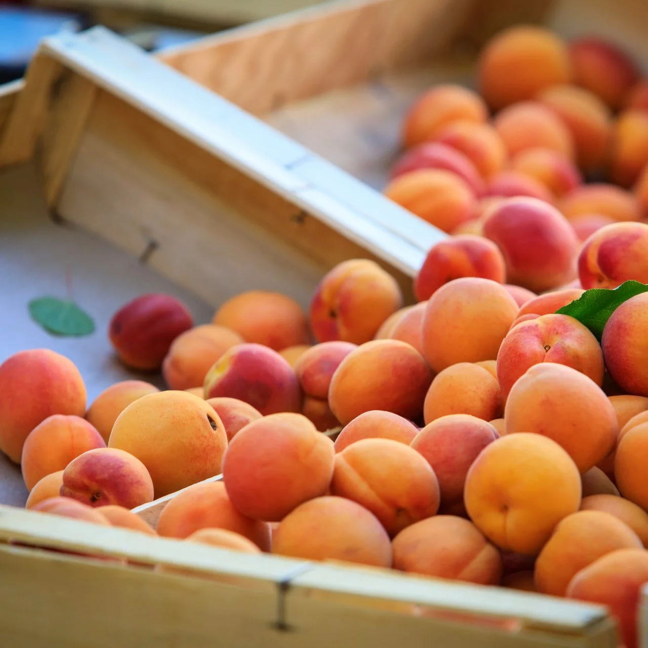 Apricot, everything